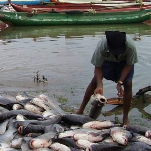 nigeria-Fishing-aquaculture-drops-2017